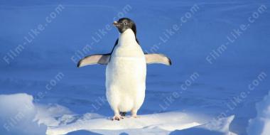 Мультфильмы про пингвинов